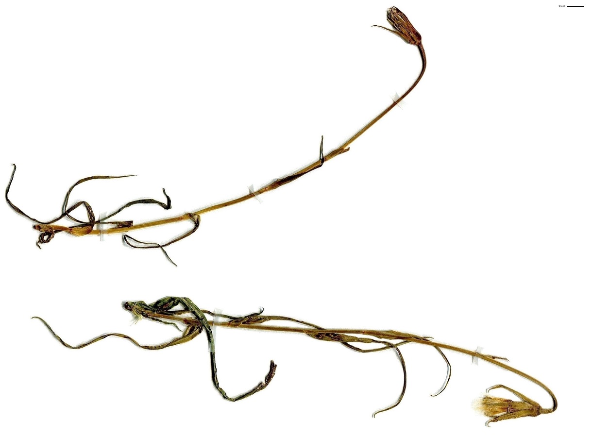 Tragopogon pratensis subsp. minor (Asteraceae)